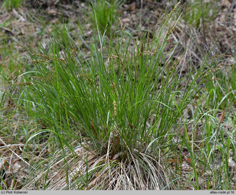 Carex appropinquata (turzyca tunikowa)