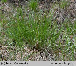 Carex appropinquata (turzyca tunikowa)