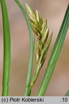 Carex arenaria (turzyca piaskowa)