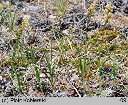 Carex arenaria (turzyca piaskowa)