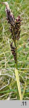 Carex bigelowii ssp. rigida (turzyca tęga mocna)