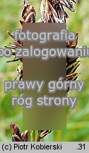 Carex bigelowii ssp. rigida (turzyca tÄ™ga mocna)