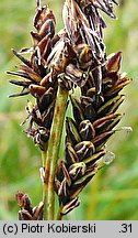 Carex bigelowii ssp. rigida (turzyca tęga mocna)