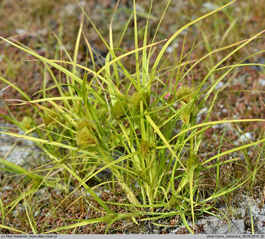 Carex bohemica (turzyca ciborowata)