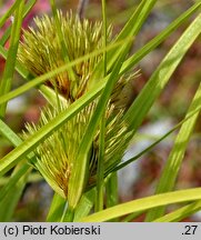 Carex bohemica (turzyca ciborowata)