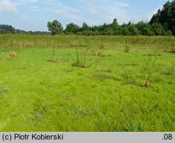 Carex bohemica (turzyca ciborowata)