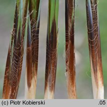 Carex buekii (turzyca Bueka)