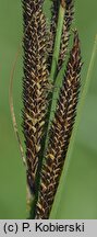 Carex buekii (turzyca Bueka)