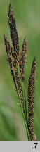 Carex buekii (turzyca Bueka)