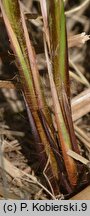 Carex buekii (turzyca Bueka)