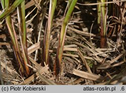 Carex buekii (turzyca Bueka)