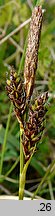 Carex caryophyllea (turzyca wiosenna)