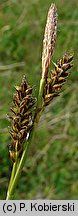 Carex caryophyllea (turzyca wiosenna)