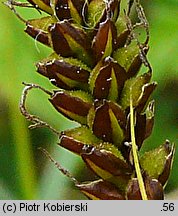 Carex caryophyllea (turzyca wiosenna)