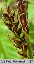 Carex caryophyllea (turzyca wiosenna)