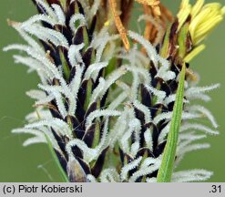 Carex cespitosa (turzyca darniowa)