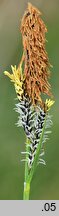 Carex cespitosa (turzyca darniowa)