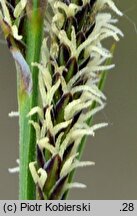 Carex cespitosa (turzyca darniowa)