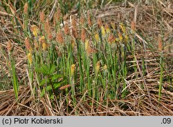 Carex cespitosa (turzyca darniowa)