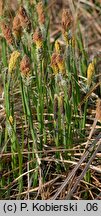 Carex cespitosa (turzyca darniowa)