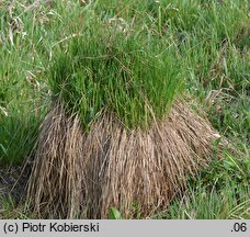 Carex cespitosa (turzyca darniowa)