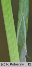 Carex cespitosa (turzyca darniowa)