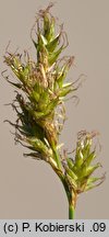 Carex curvata (turzyca odgięta)