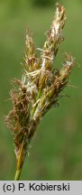 Carex curvata (turzyca odgięta)