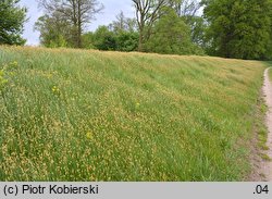 Carex curvata (turzyca odgięta)