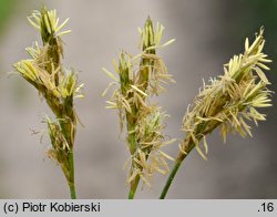 Carex curvata (turzyca odgięta)