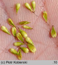 Carex curvata (turzyca odgięta)