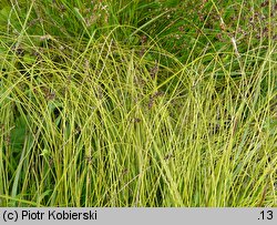 Carex davalliana (turzyca Davalla)