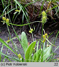 Carex demissa (turzyca drobna)