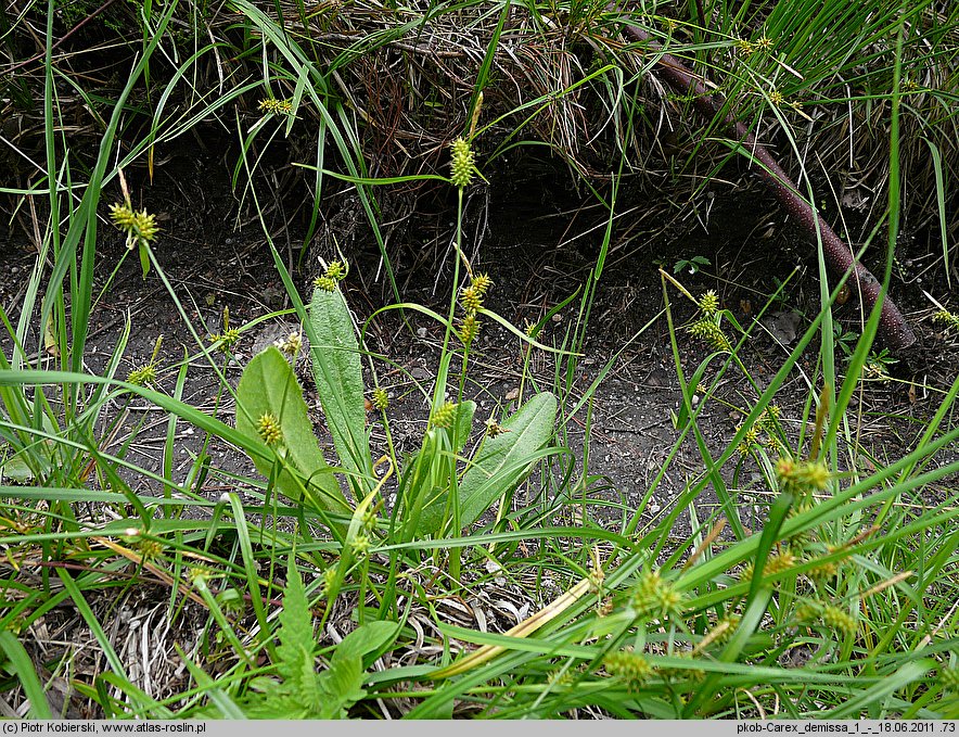 Carex demissa (turzyca drobna)