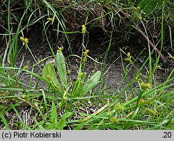 Carex demissa (turzyca drobna)