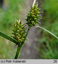 Carex demissa (turzyca drobna)