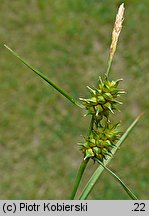 Carex demissa (turzyca drobna)