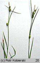 Carex demissa (turzyca drobna)