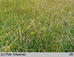 Carex distans (turzyca odległokłosa)