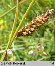 Carex distans (turzyca odległokłosa)