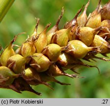 Carex distans (turzyca odległokłosa)