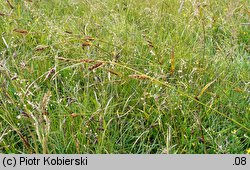 Carex distans (turzyca odległokłosa)