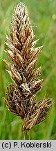 Carex disticha (turzyca dwustronna)