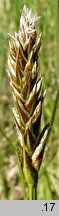 Carex disticha (turzyca dwustronna)