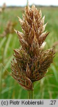 Carex disticha (turzyca dwustronna)