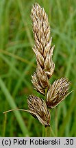 Carex disticha (turzyca dwustronna)