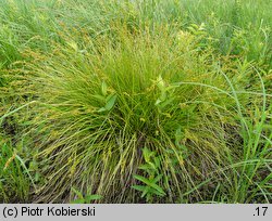 Carex elongata (turzyca długokłosa)