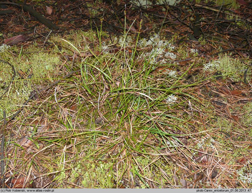 Carex ericetorum (turzyca wrzosowiskowa)