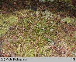 Carex ericetorum (turzyca wrzosowiskowa)