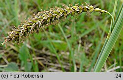 Carex flacca (turzyca sina)